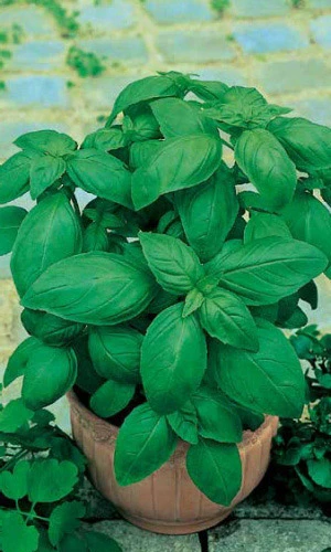 Семена Базилик Овощной 0,3гр (Марс) Б/П