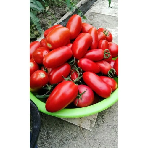 Семена Томат Непасынкующийся Цилиндрический (УД) ЕП_2