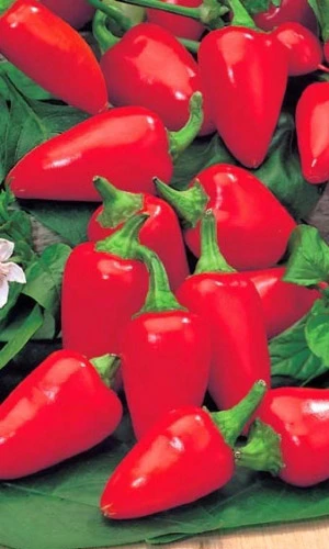 Семена Перец сладкий Малютка 20шт (УД) Е/П