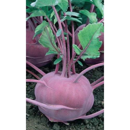 Семена Капуста кольраби Мадонна 0,25гр (УД) Е/П