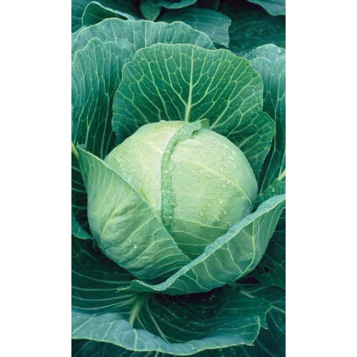 Семена Капуста белокочанная Экспресс F1 0,3гр (УД) Е/П