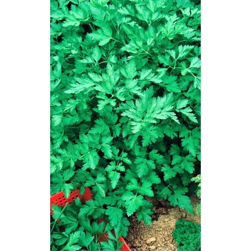 Семена Петрушка Гигантелла - листовая 2гр (УД) Е/П