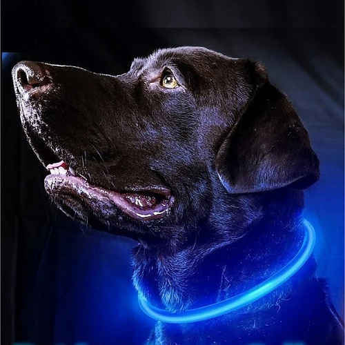 Ошейник неоновый для собак средних пород Защита Бро, цвет синий, зарядка от USB, шнур в комплекте, размер M - d см (пакет с подвесом)_6