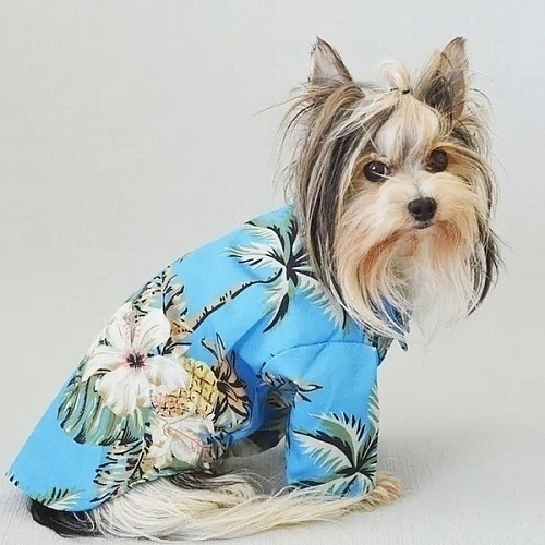 Рубашка для собак и кошек малых и средних пород СТИЛЬНЫЙ БРО, принт пальмы, размер XL_7