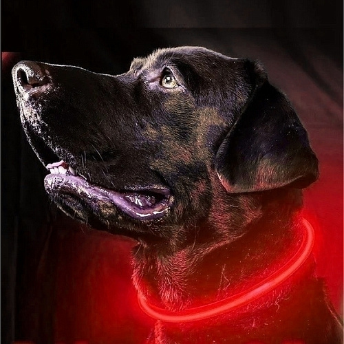 Ошейник неоновый для собак средних пород Защита Бро, цвет красный, зарядка от USB, шнур в комплекте, размер M - d 50см (пакет с подвесом)_6