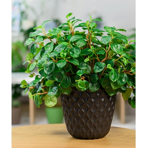 Горшок для цветов пластиковый 4,7л d-20,5см Wave с дренажной сеткой и съемным поддоном, горький шоколад_6