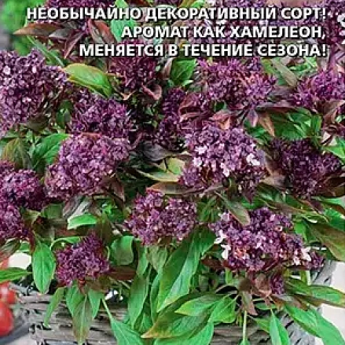 Семена Базилик Диво дивное 0,15гр (УД) Е/П