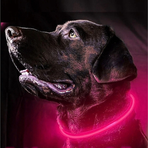 Ошейник неоновый для собак средних пород Защита Бро, цвет розовый, зарядка от USB, шнур в комплекте, размер M - d 50см (пакет с подвесом)_6