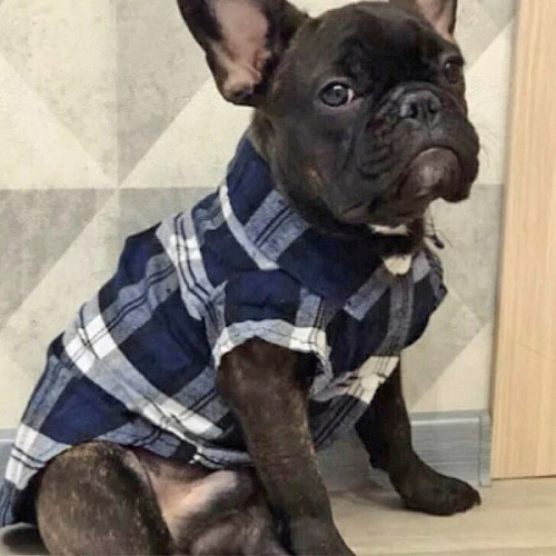 Кофта - рубашка фланелевая для мелких пород собак и кошек BRO Style, цвет черный, р XL_9